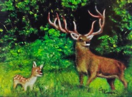 Chevreuils du Québec