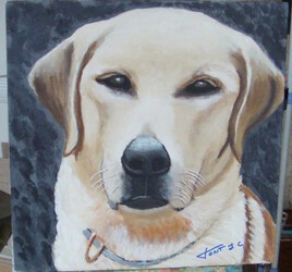 Portrait de mon Patou