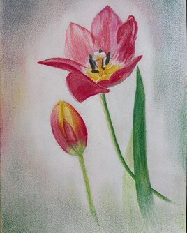 Tulipes