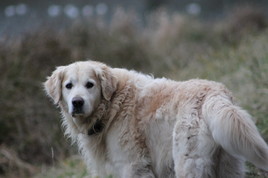 Sans animosit&eacute;