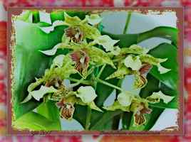 Dendrobium atroviolaceum - Orchidée