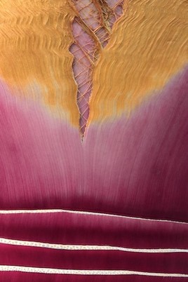 Ecorce du Washingtonia mexicain