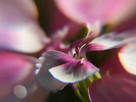 Oeillet de chine ...