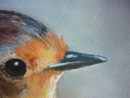 Joli rouge gorge ( extrait )