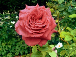 Une Rose