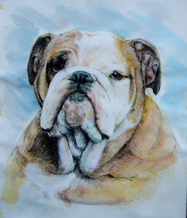 Portrait de boule doge.