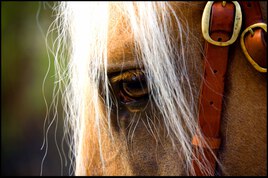 Le regard du cheval - Le fichier 20&euro; - Tirages tous formats voir mon site sur mon profil