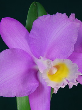 Orchidée Cattleya 2