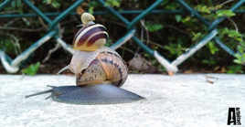 Sculpture d'escargots