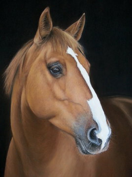 Portrait de cheval