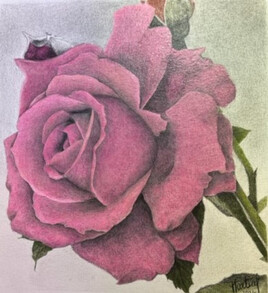 Rose vieux rose