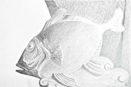 Le mérou /  Drawing : a grouper fish (Epinephelus marginatus)