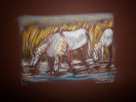 chevaux de camargue