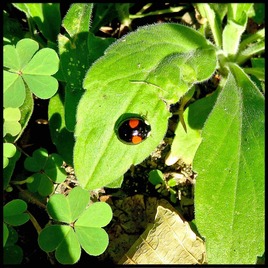 Coccinelle à 2 points (Adalia bipunctata) / Photo A two-spotted lady beetle