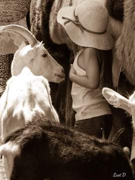 La petite fille aux chèvres