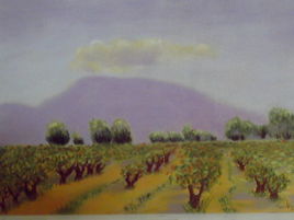 vignes de provence