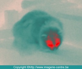 Chat prêt à l'attaque en thermographie