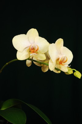 Phalaenopsis hynride