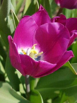 Pour la beauté des fleurs