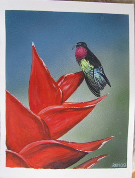 colibri Madère et Heliconia