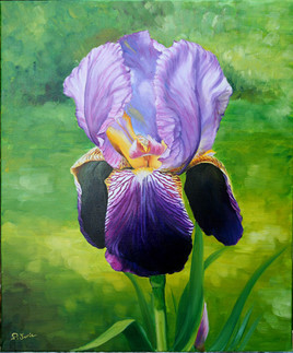 Iris en majesté / Pascale nallet juric