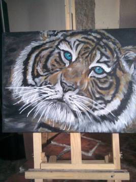 le tigre aux yeux bleu