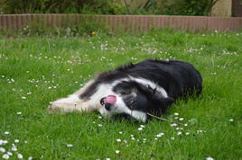Border Collie