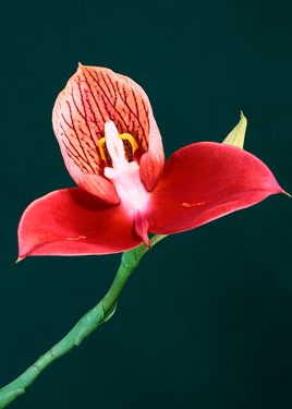 Orchidée du Cap (Afrique du Sud)