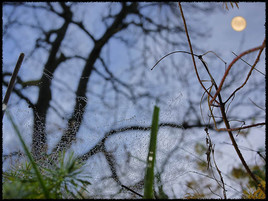 Perles sur la toile 1