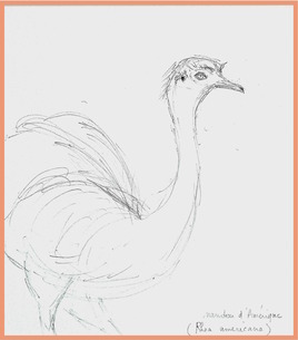 Nandou d’Amérique (Rhea americana) / Drawing A greater rhea