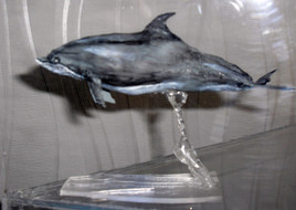 Grand dauphin souffleur