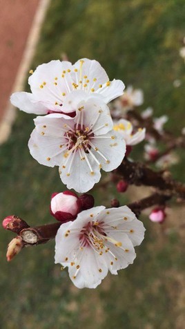 Fleurs de nectarine
