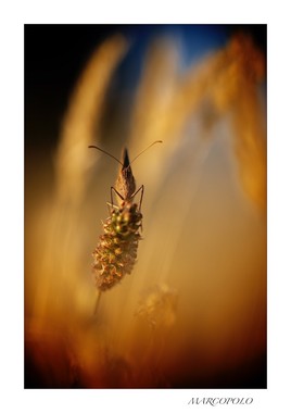 Papillon en feu