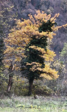 feuille et li&eacute;re