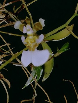 Orchidée de Cuba.