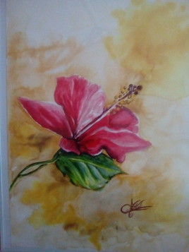 Hibiscus