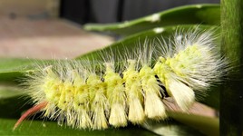 Voici mon histoire de chenille ...