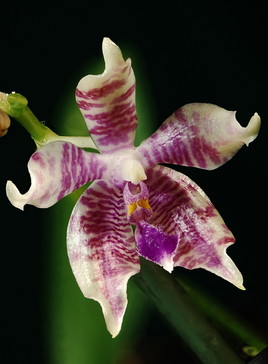 Orchidée d'Indonésie.