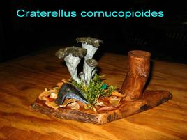 Craterellus cornucopioides