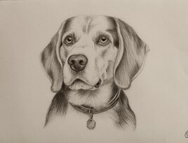 Chien au crayon
