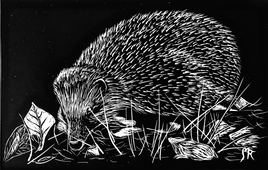 Le hérisson cherchant sa nourriture / Drawing : a hedgehog in search of food
