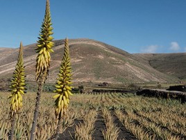 Culture d'Aloe vera à Lanzarote