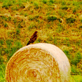 La Buse commune qui prend la pose !