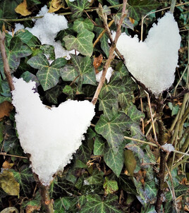 cœurs de neige