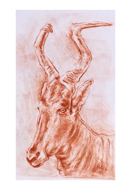 Portrait d'antilope bubale