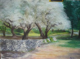 les oliviers du parc floral