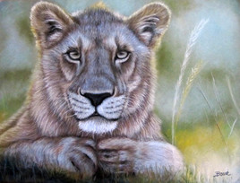 Une lionne vous regarde