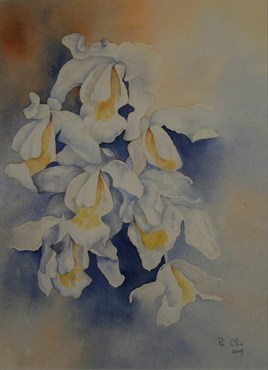 orchid&eacute;e coelogine cristata