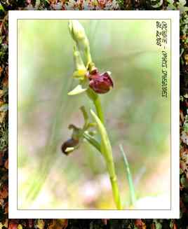 Ophrys sphegodes - Orchidée