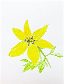 Fleur jaune bidens / Watercolor Yellow flore bidens